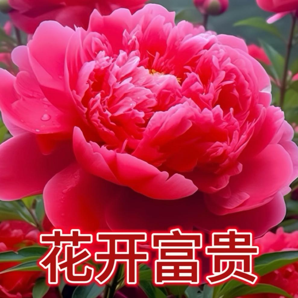 花开富贵～·～