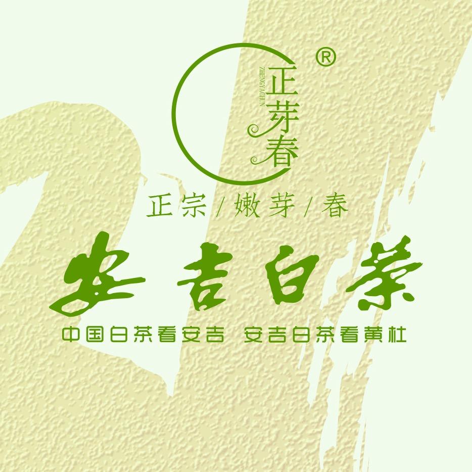 正芽春安吉白茶