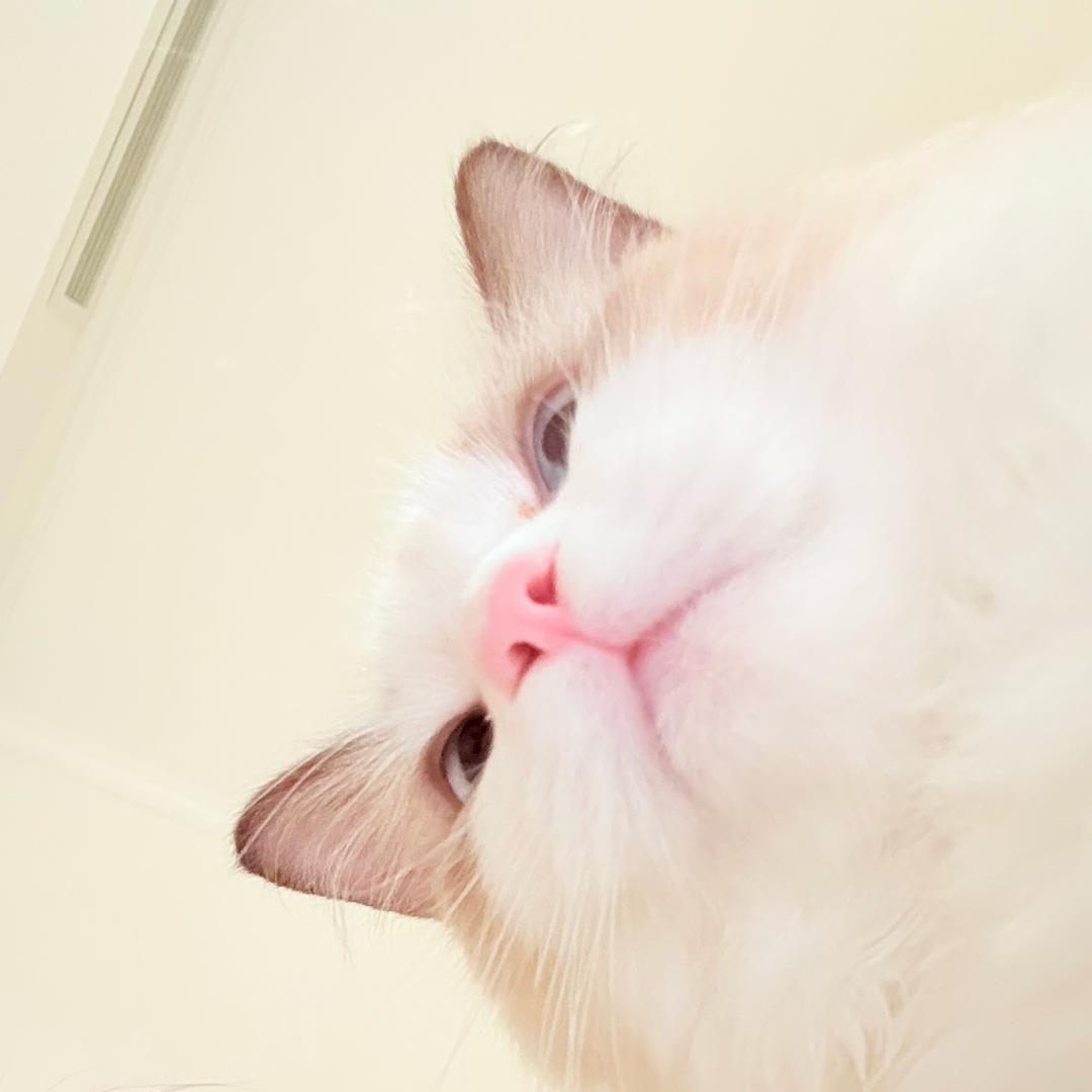 咪咪是个神经喵