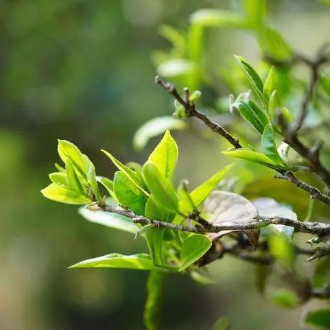品清茶