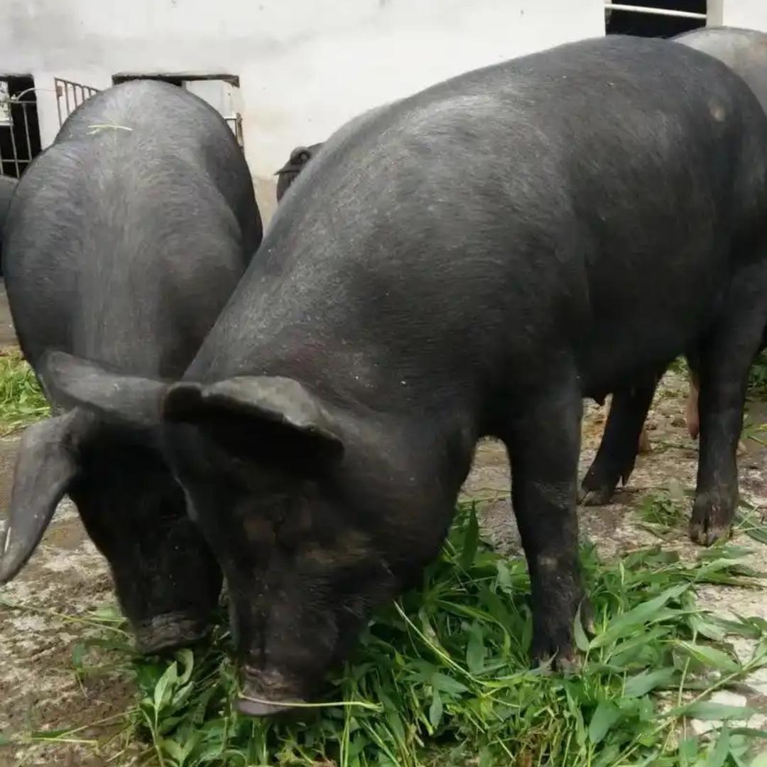 农养黑毛土猪