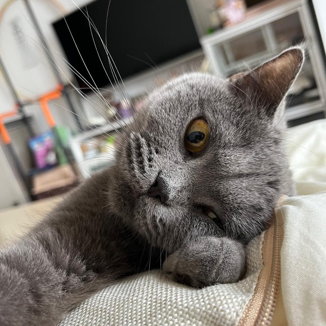 一只丹猫              🪳