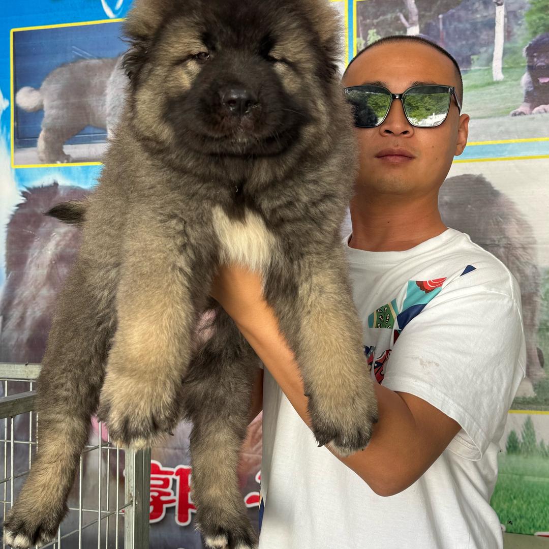 郭哥的猛犬