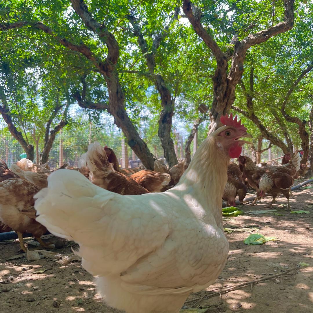 临潼石榴园散养土鸡蛋