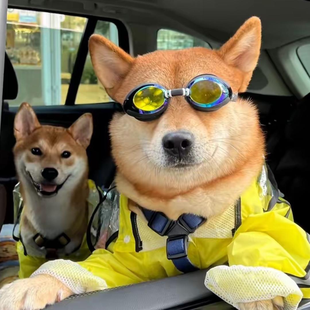 云南毛孩子宠物