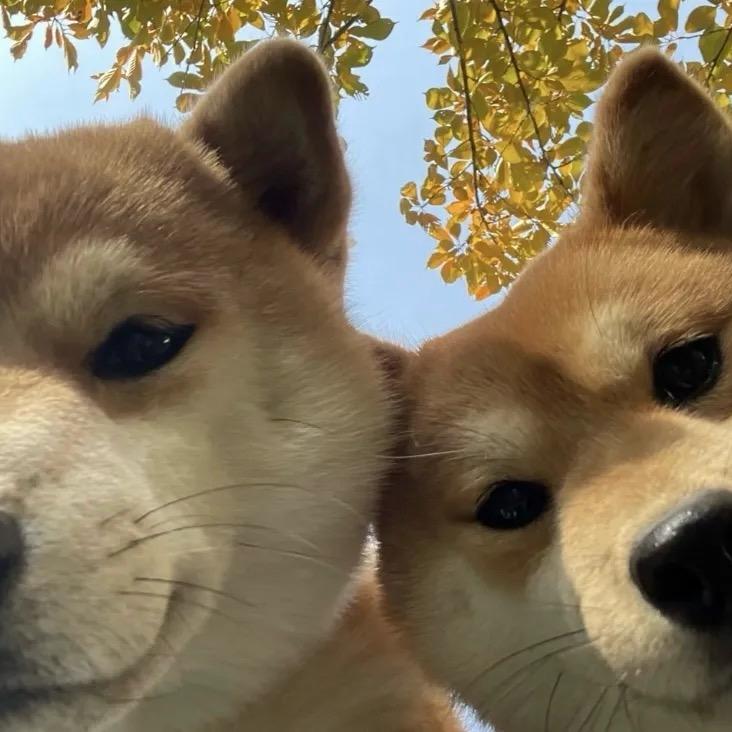 两个狗