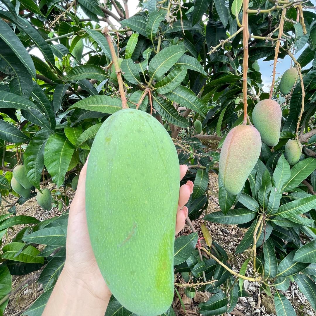 惠州大亚湾小俊果子水果批发店