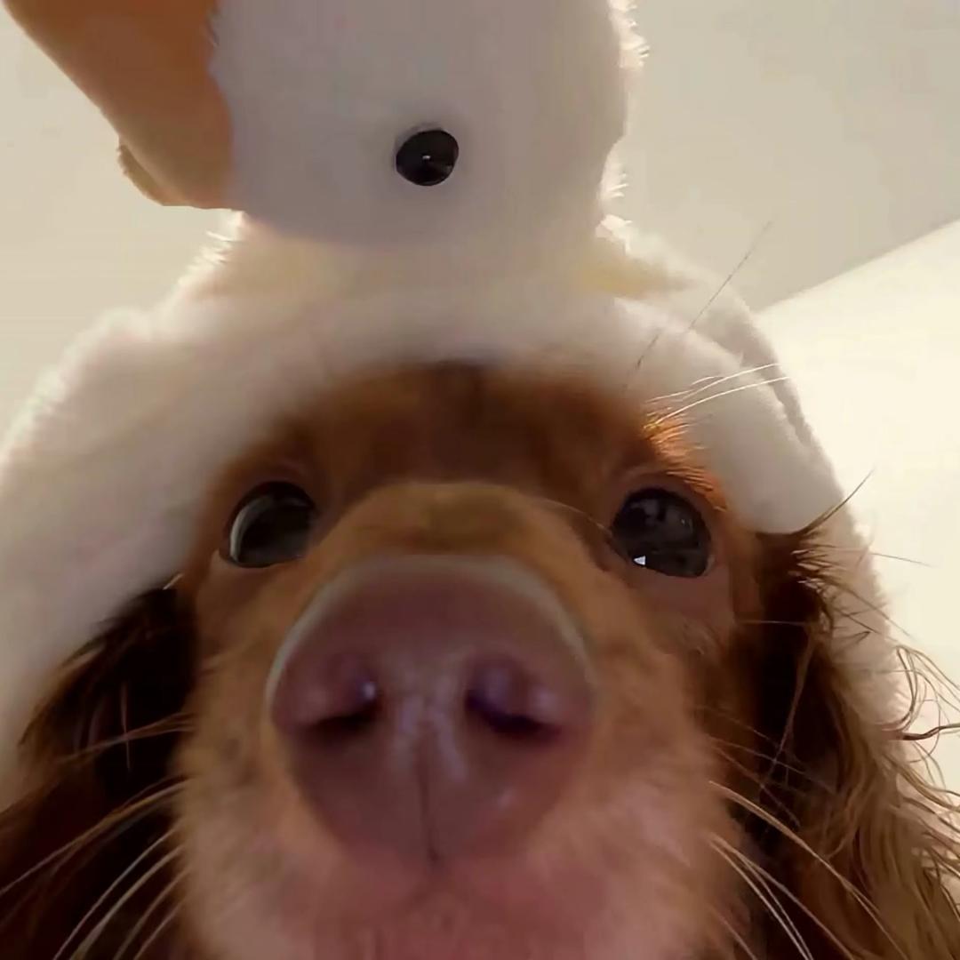 小小老子降临（皇帝版）