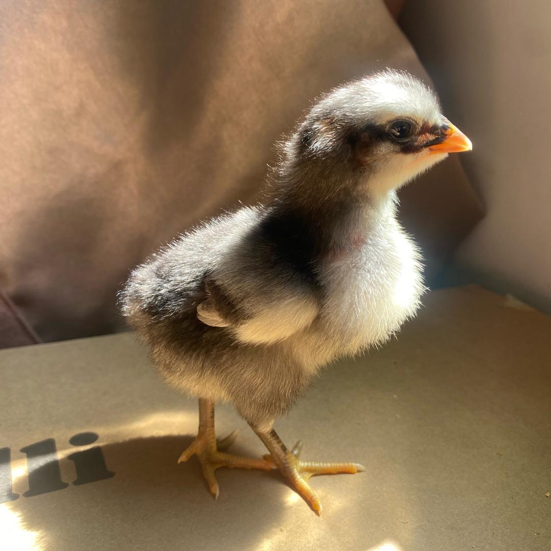 鹊羽🪶（鹊山鸡）