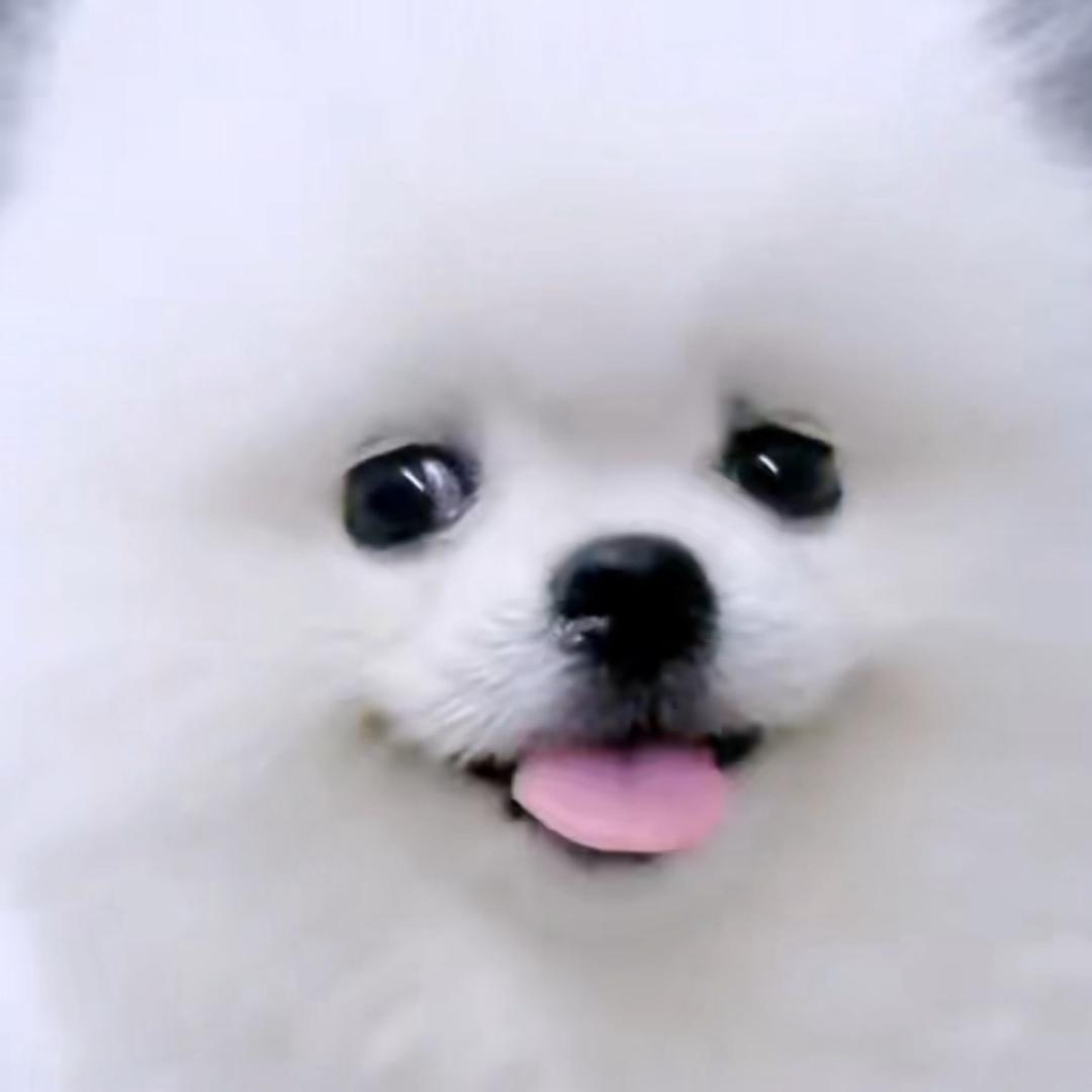 臻宠犬业-（韩版比熊，韩版博美）