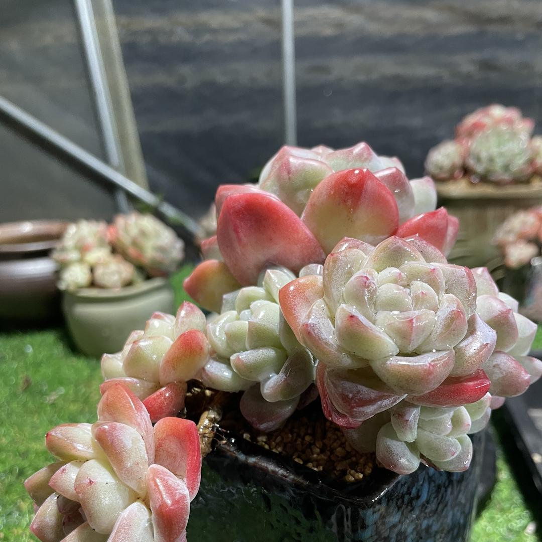 颜物多肉花卉