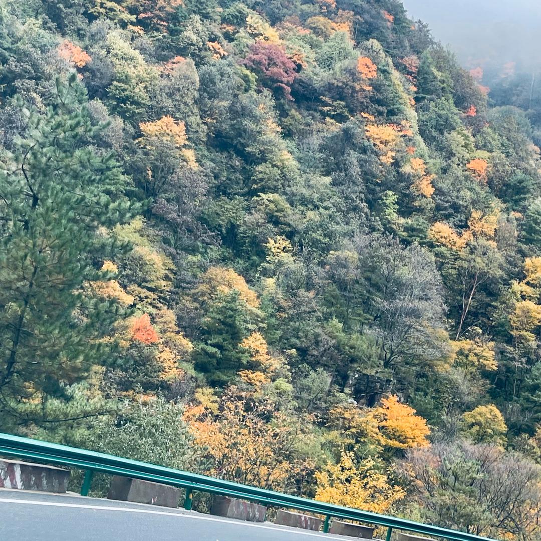 枯木
