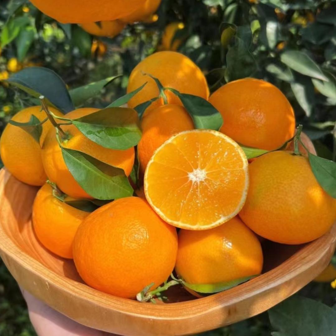 四川眉山爱媛38果冻橙