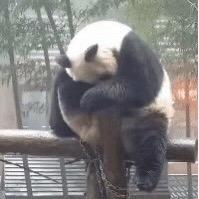 黑白熊