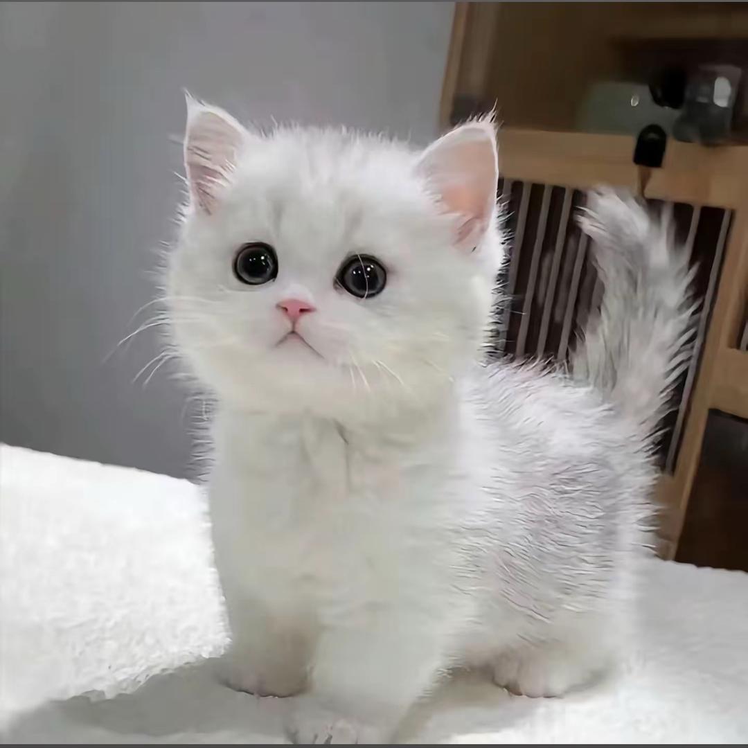 小黑
