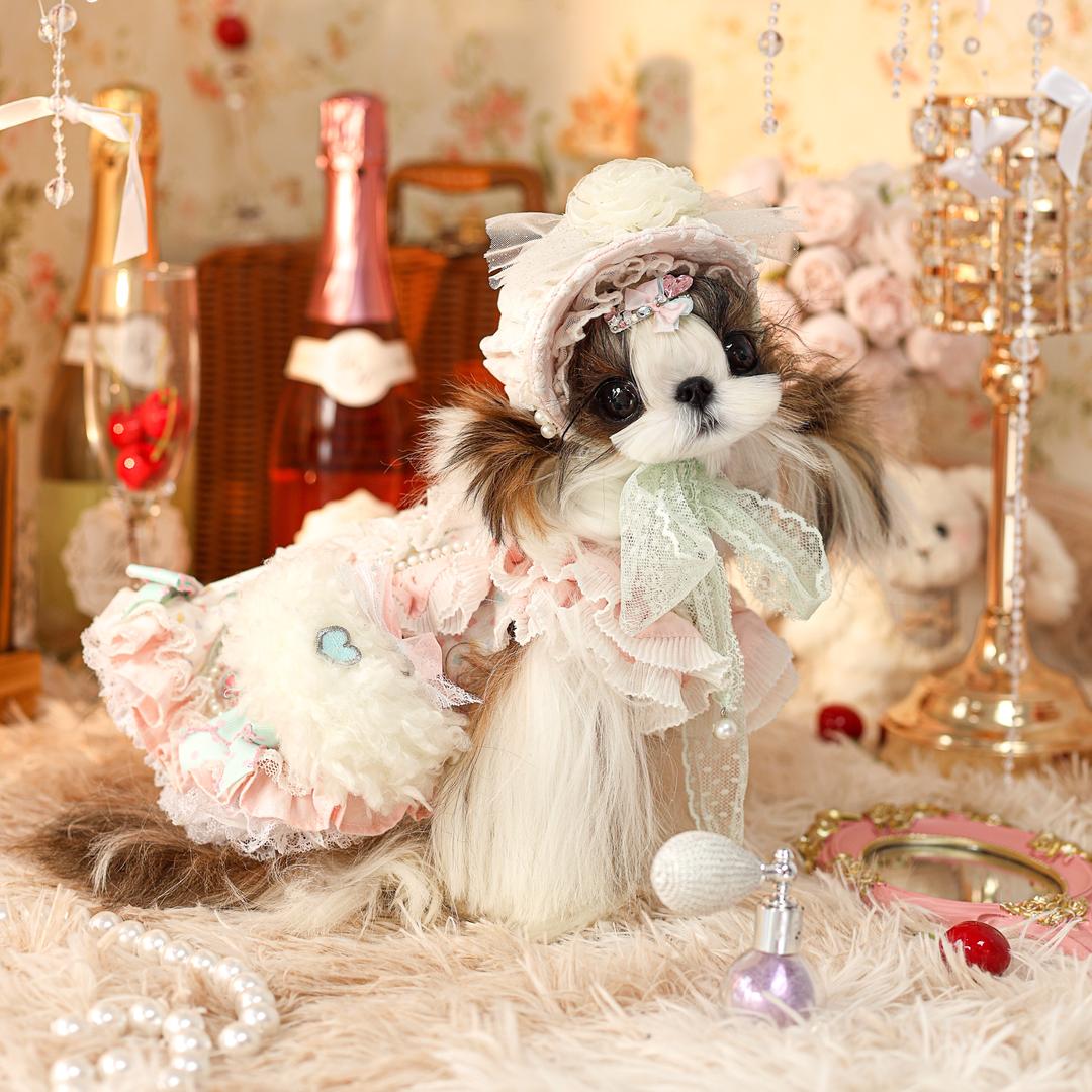 Kitty马尔济斯犬舍