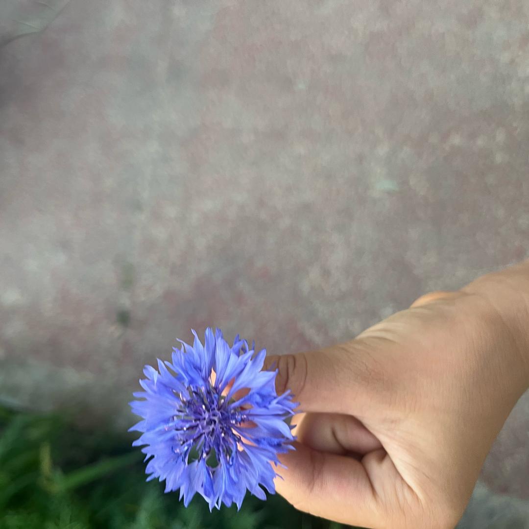 一王情深