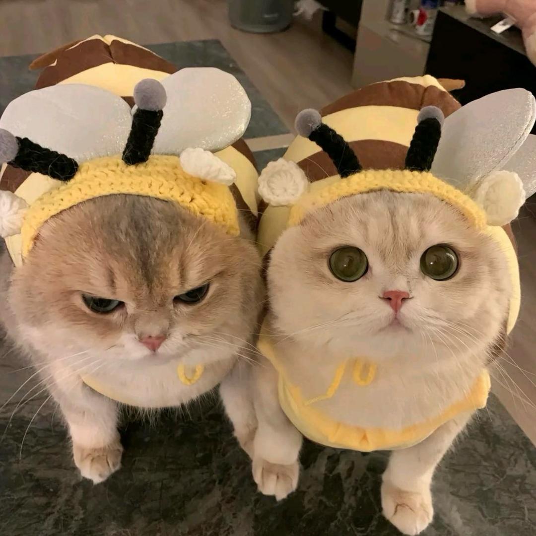 泡芙小妍🐈