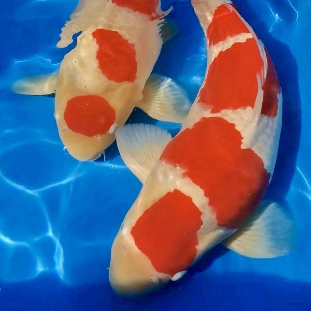 江翰锦鲤（巨鲤团）