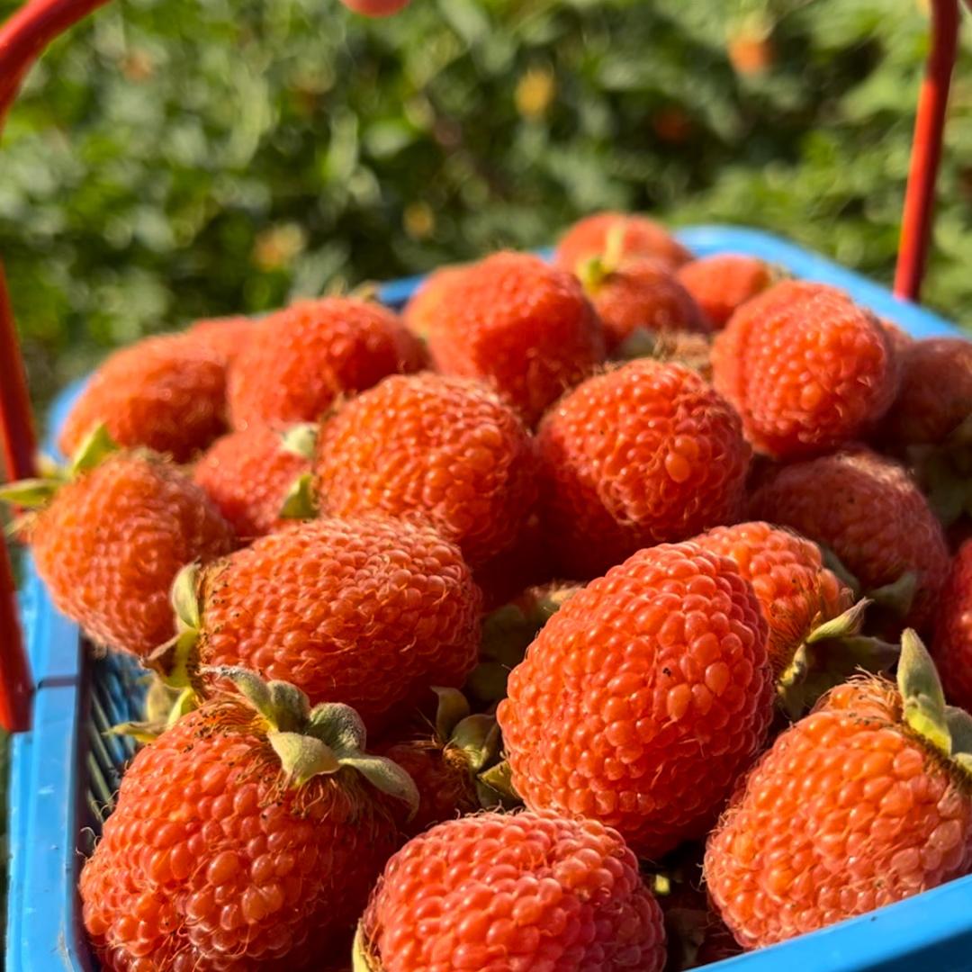 🍒兜兜里有水果🍒