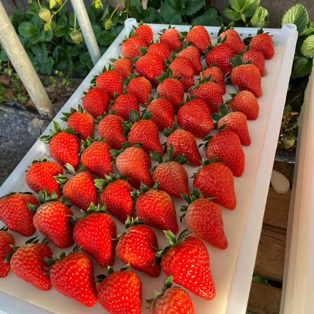 丹东九九草莓大棚零售店