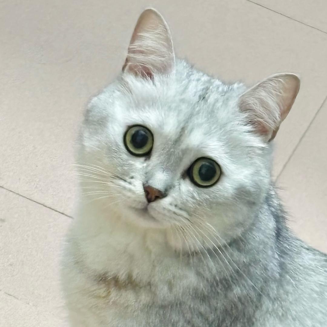 茶绯