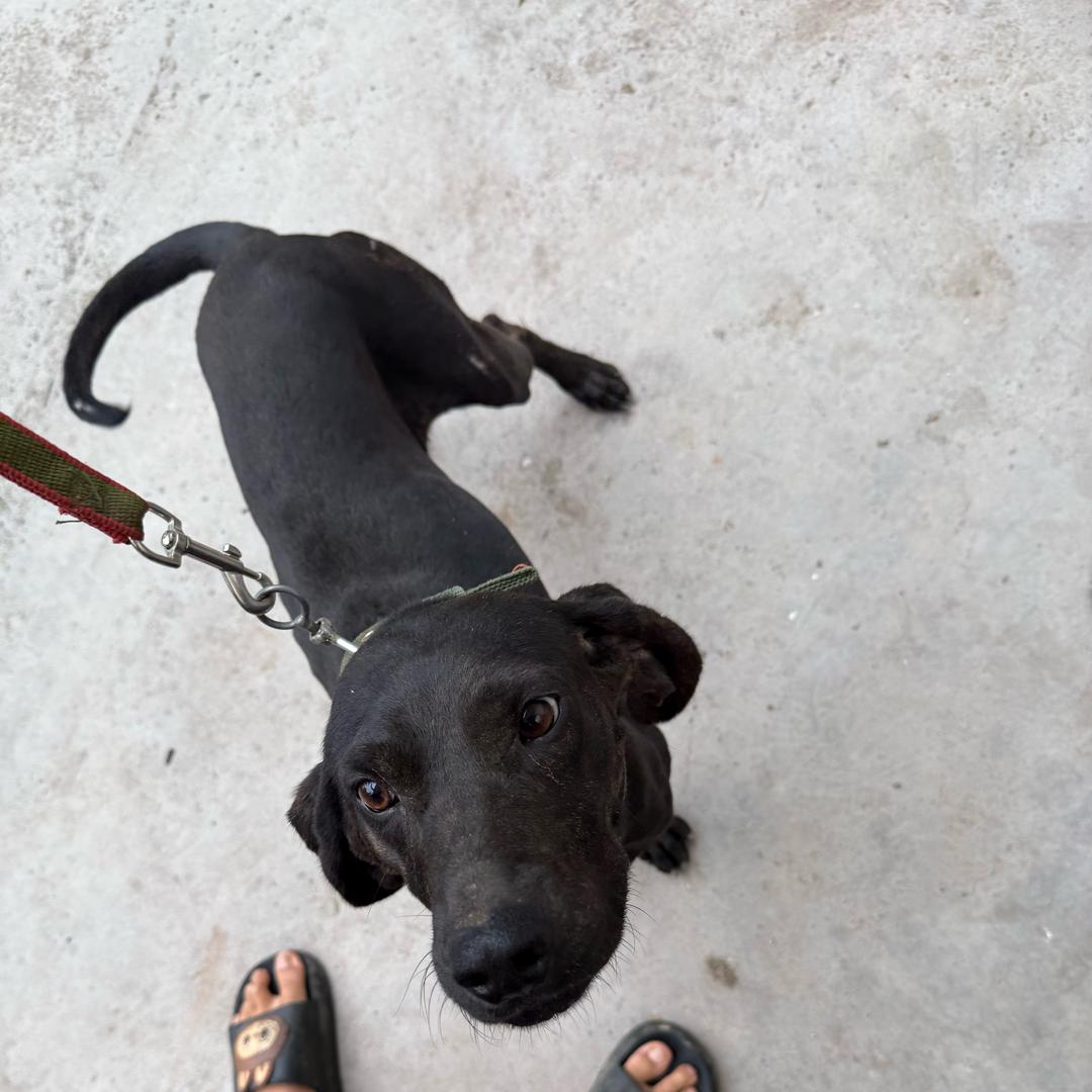 大耳朵户农队（八月）