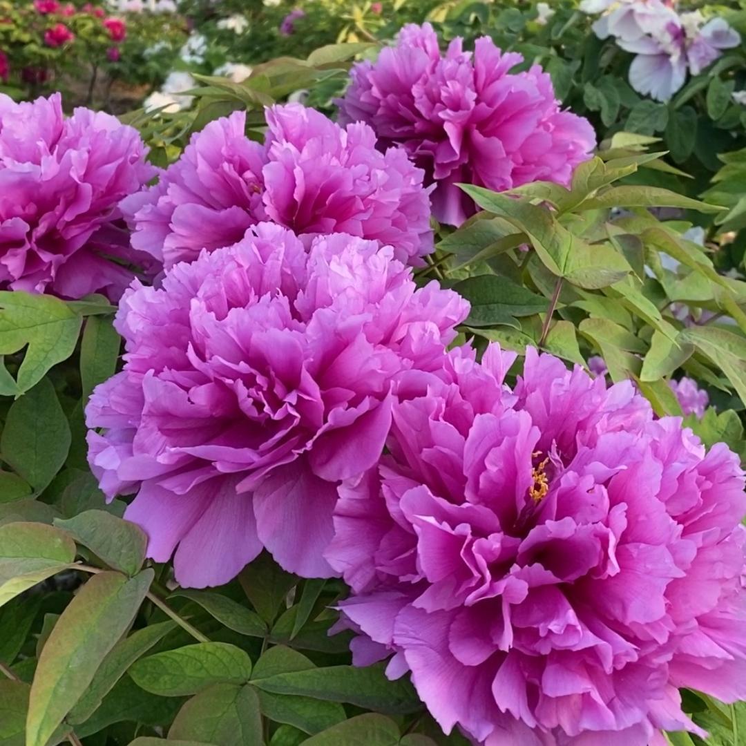 花娇美牡丹芍药园