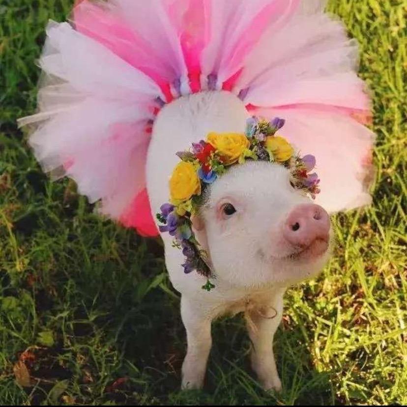 请叫我包猪🐷婆