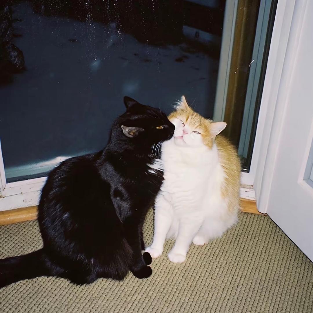 尽量不熬夜版👑