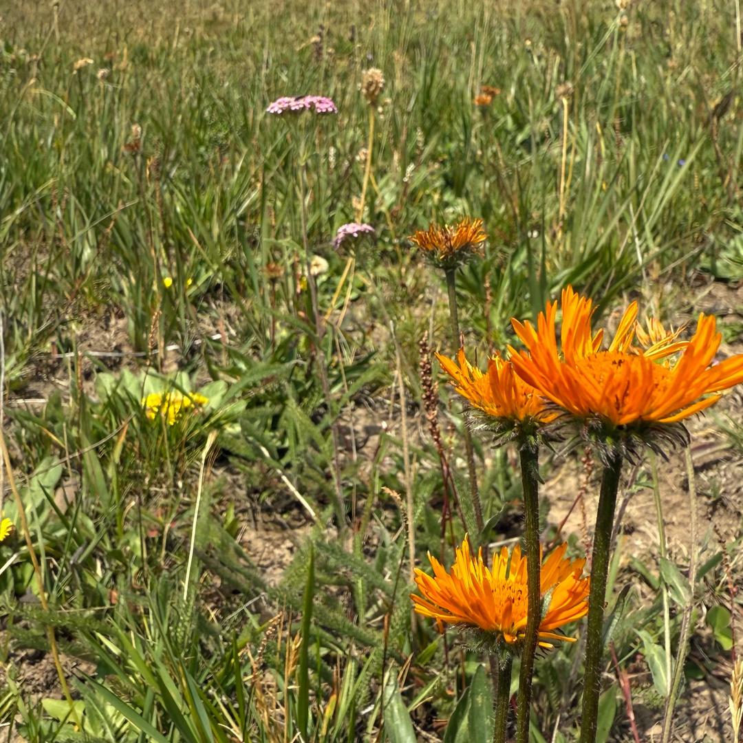 玄虑焦唐
