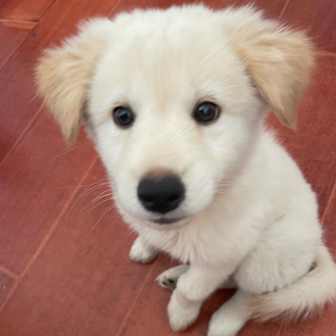 安徽最聪明的崽