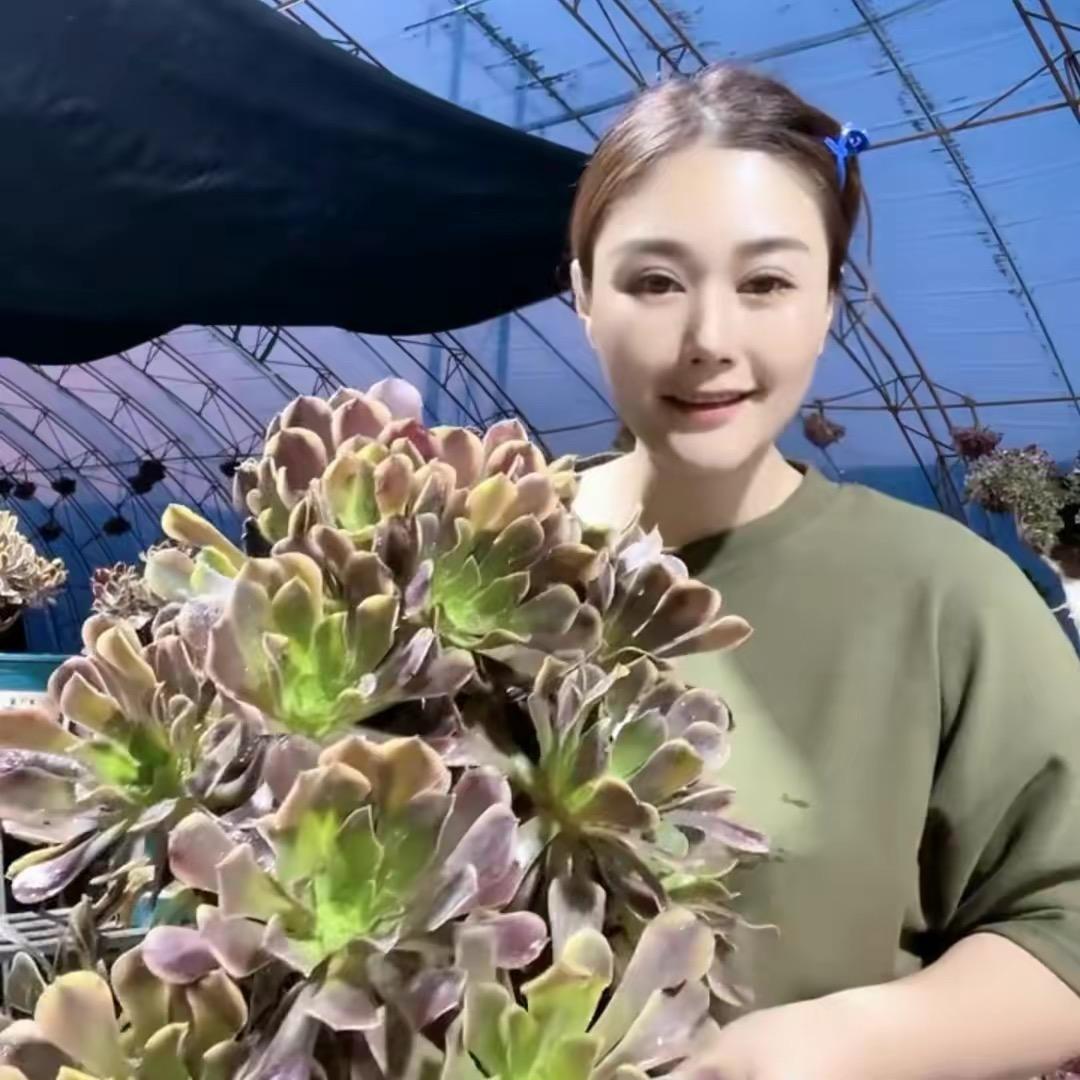 柒哥多肉1号店