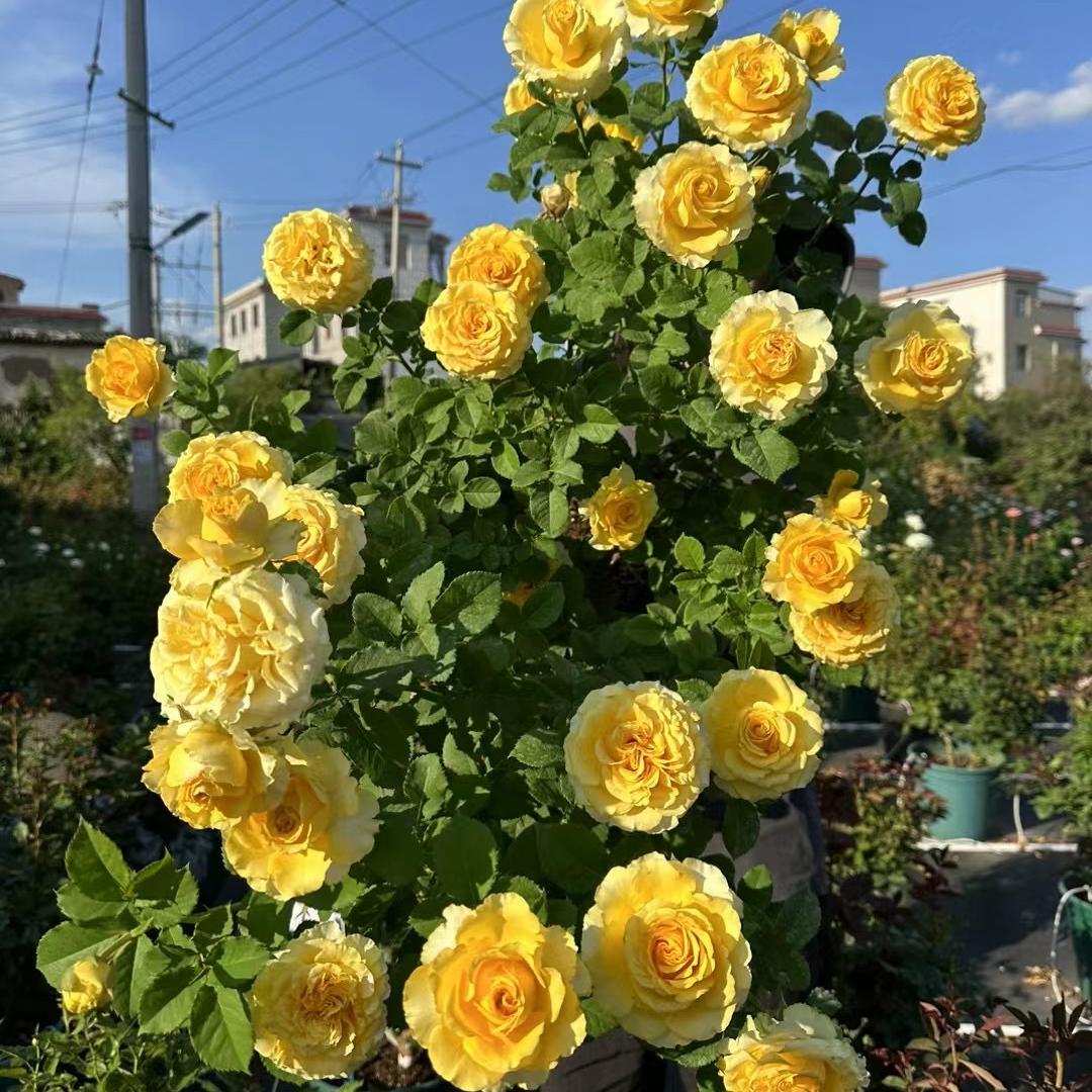 翻斗小花园