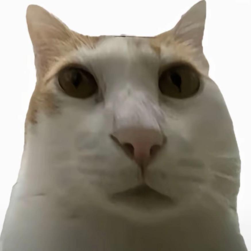 大肥猫不吃海鲜