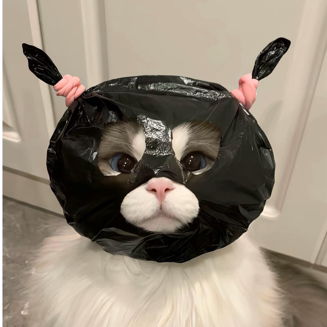 一只喵🧚