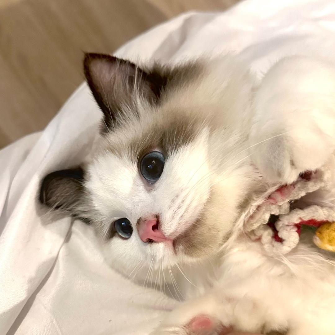 小芋圆