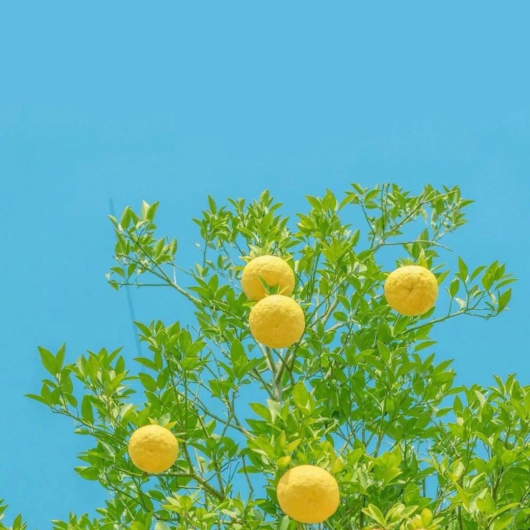 🥚求成名