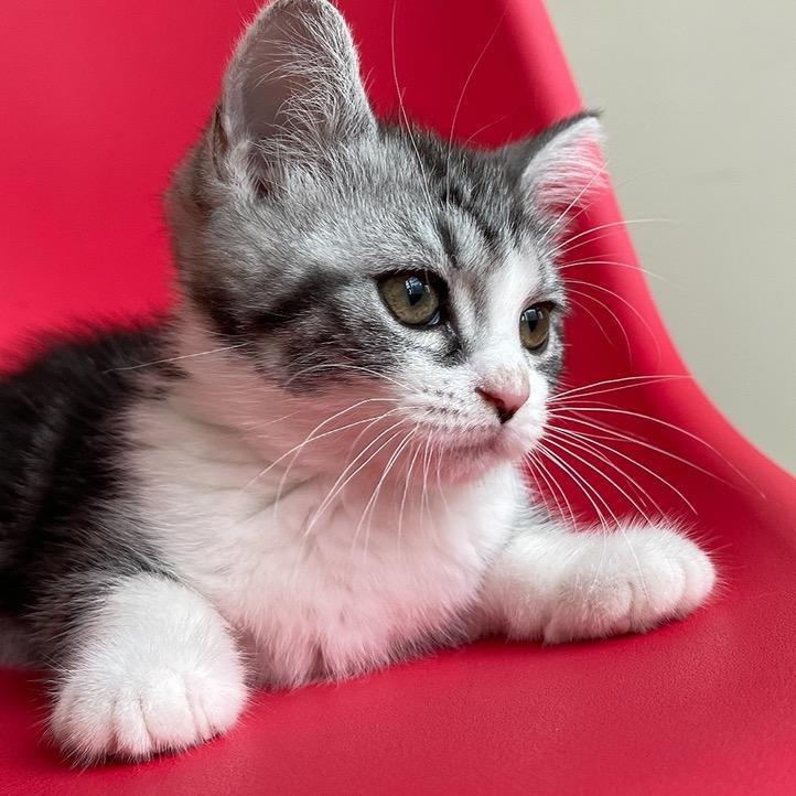 猫王小金条