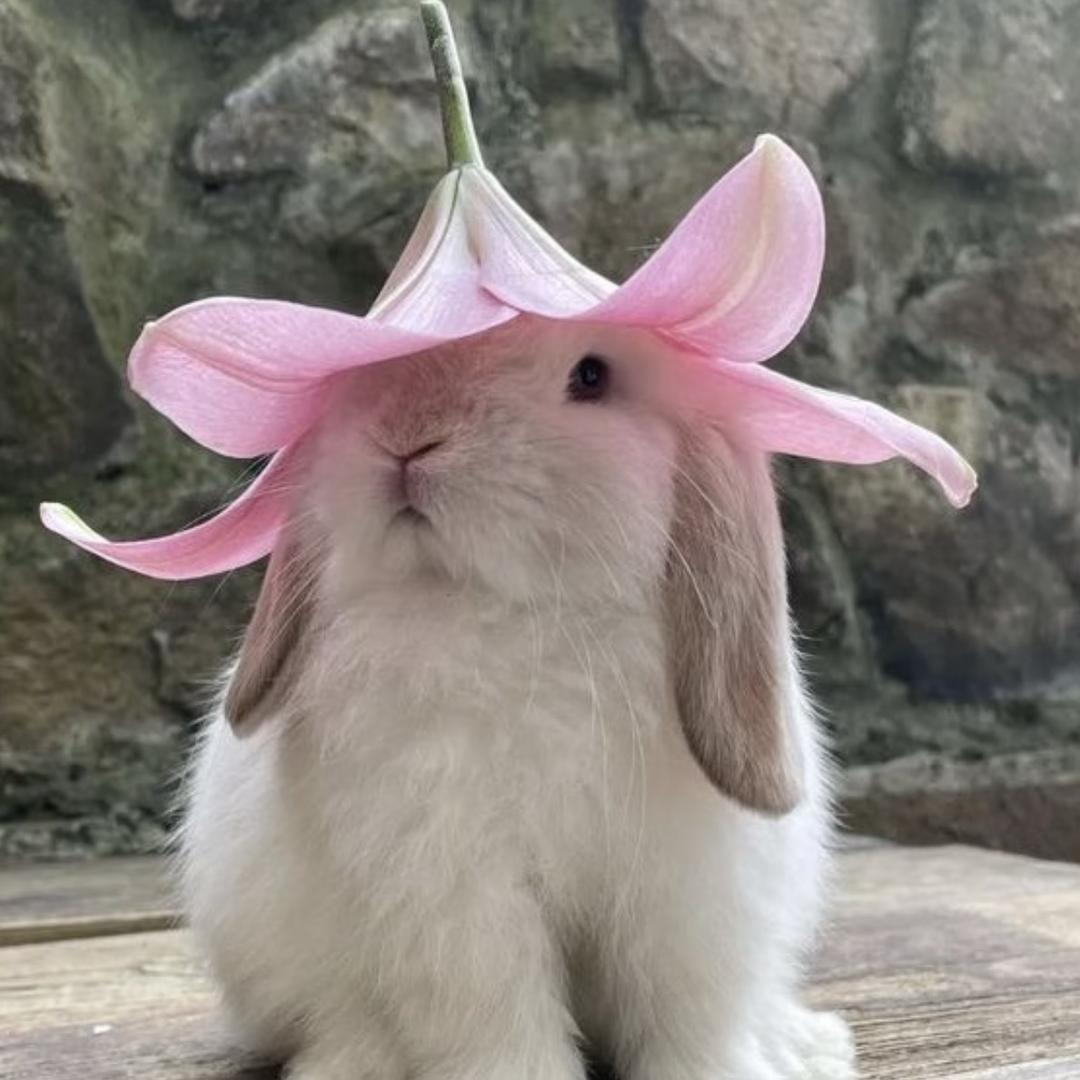花椰菜泡饭