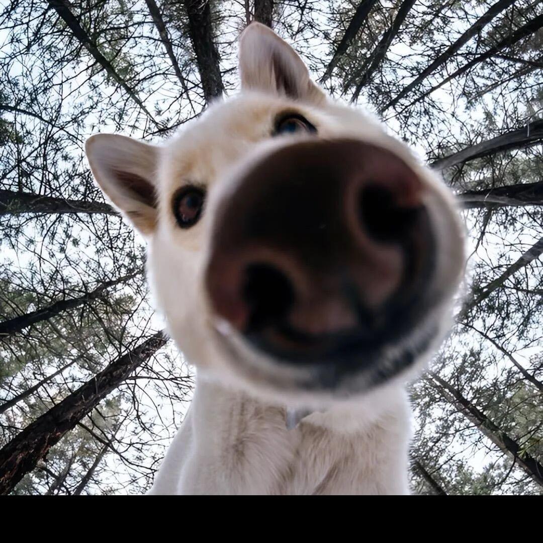 沉稳公蟑螂出门被母蟑螂用腋毛挑逗