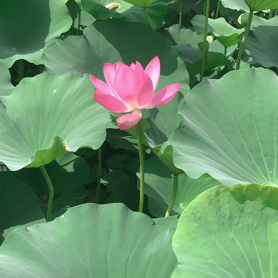 小蕾（回族）请勿连赞