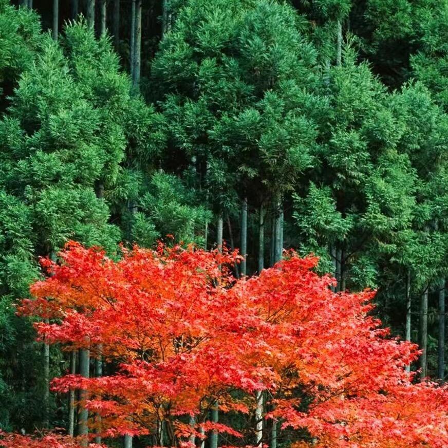 蔡昌颖