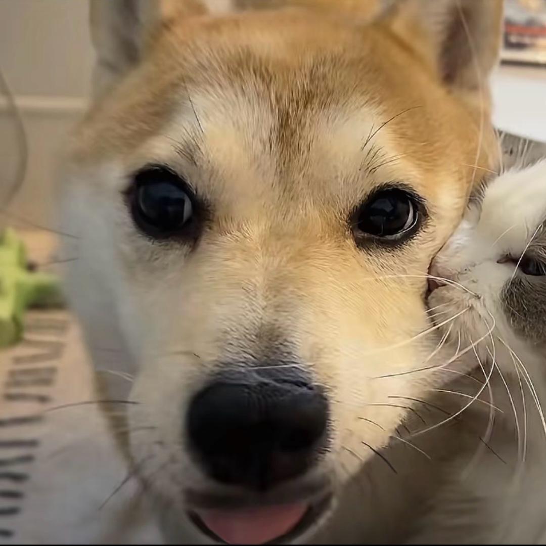 處變不驚