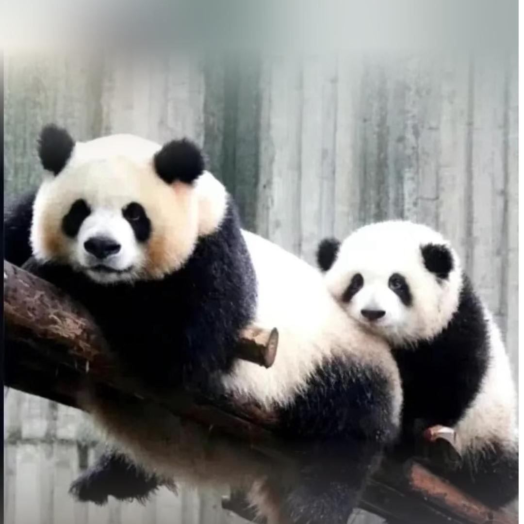 靓仔过洪金宝