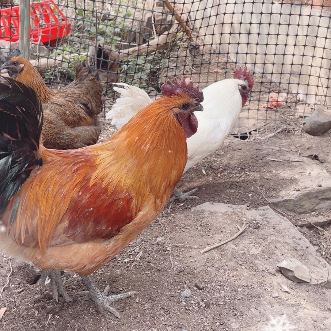 小虎哥农产品