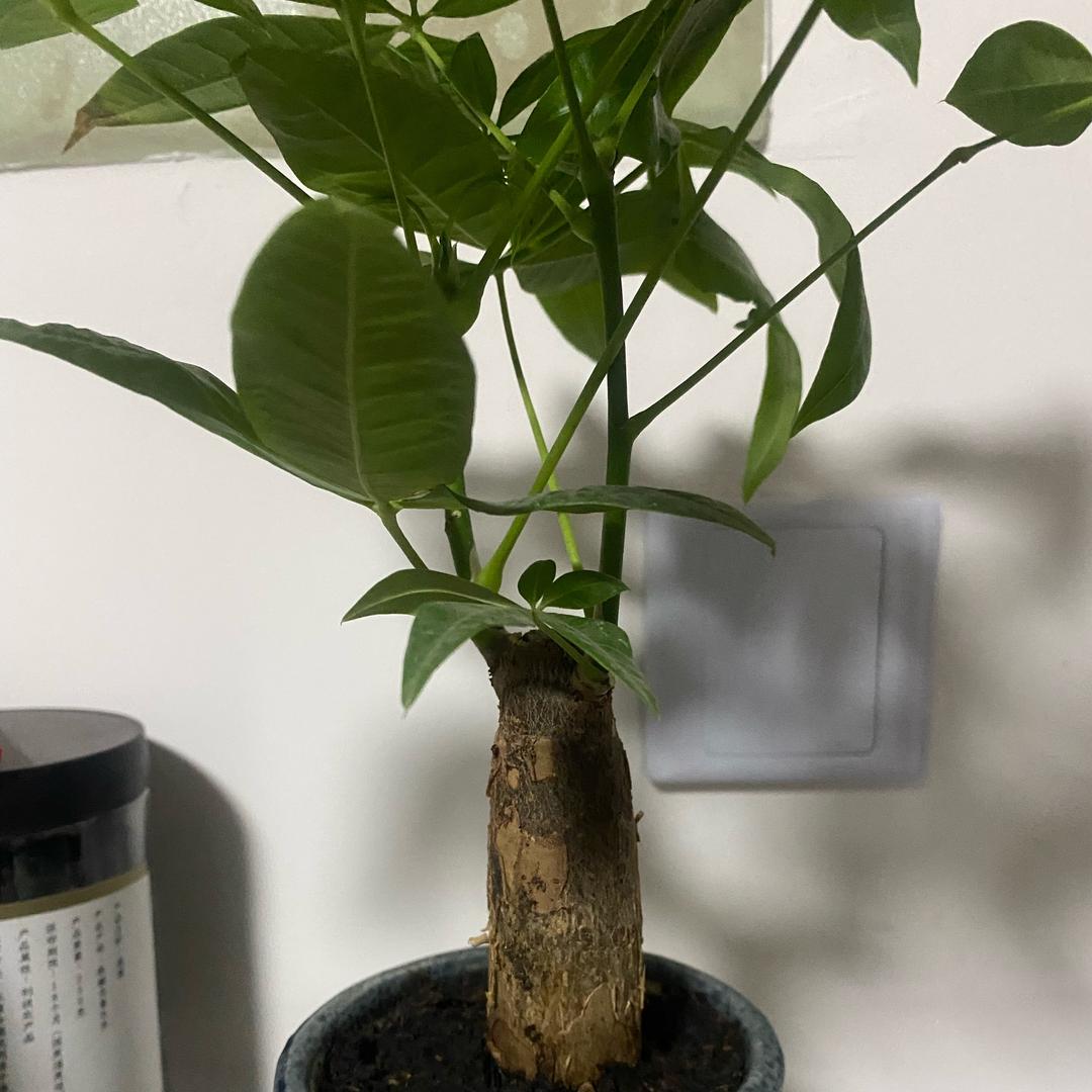饕餮纹核桃