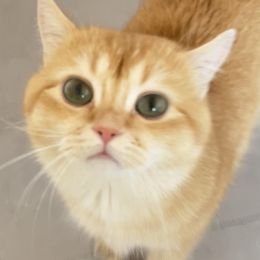 猫蛋儿💭