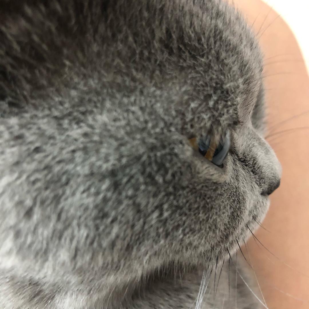 啵啵喵喵喵～呼