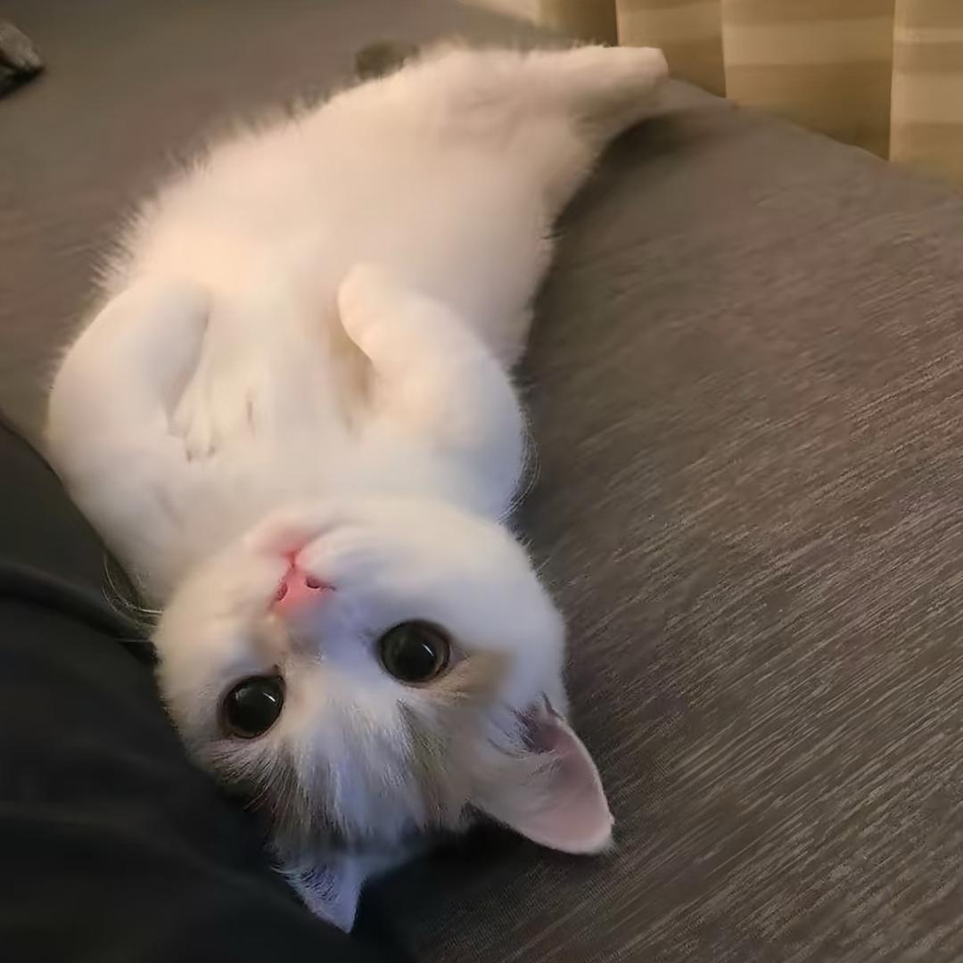 小涵